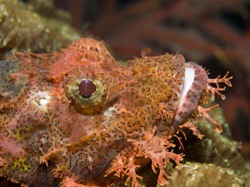 Scorpion Fish, Ko Ha